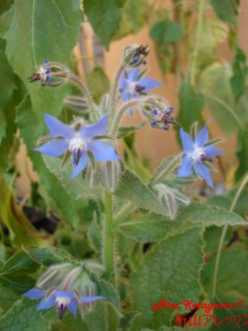 Borago%20officinalis.jpg