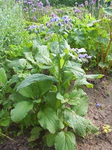 borago-officinalis-borraja.jpg