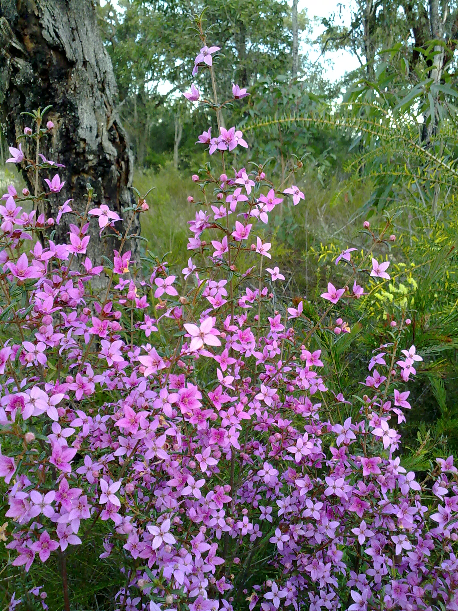 Boronia_ledifolia_2.jpg