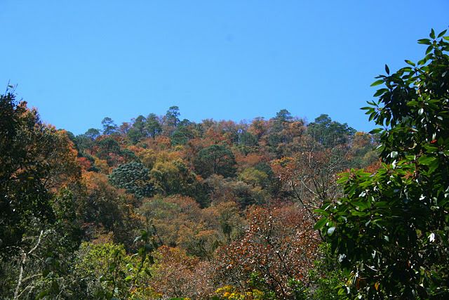 bosque%252520de%252520encinos.JPG