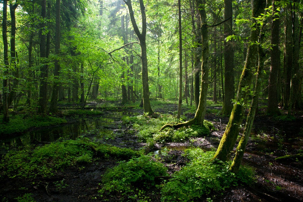bosque-bialowieza.jpg