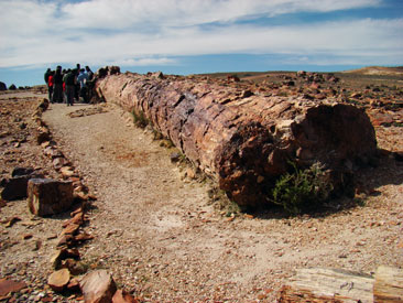 bosque-jaramillo.jpg