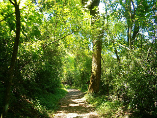 bosque.jpg