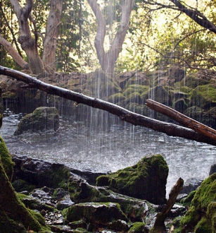 bosque+lluvioso.jpg