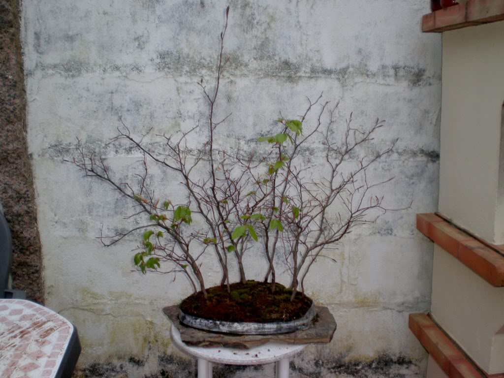bosque14.jpg