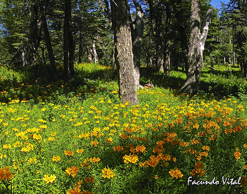 bosque2.jpg