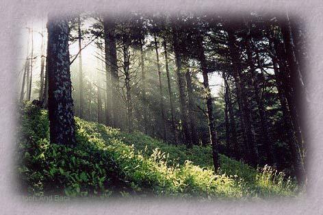 bosque2-thumb.JPG
