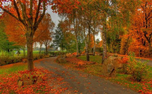 bosques-y-arboles-en-oto%25C3%25B1o-autumn-forest-trees-central.jpg