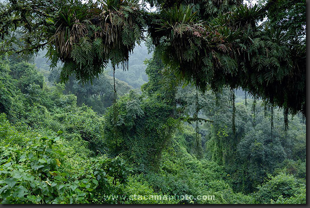bosquetropicalfuentearg.jpg