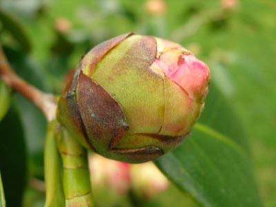 Bot%F3n%20floral.jpg