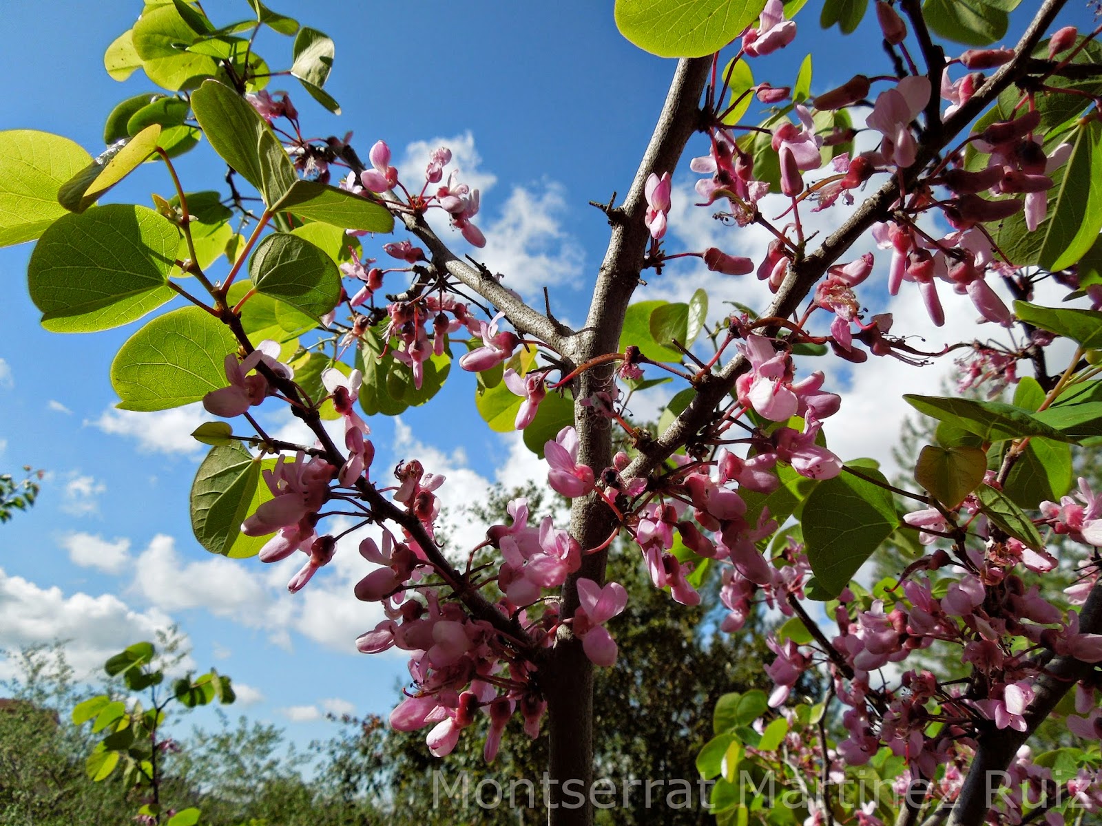 Botanic%2BCercis%2B7a%C3%B1os.JPG
