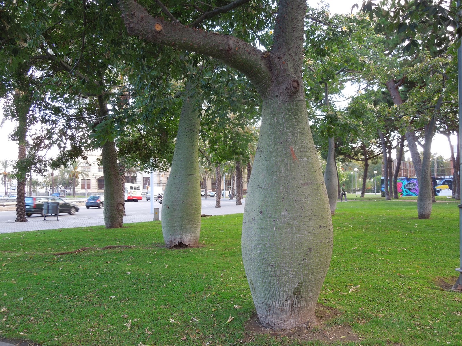 Botanic+Serrat+Ceiba+2.JPG