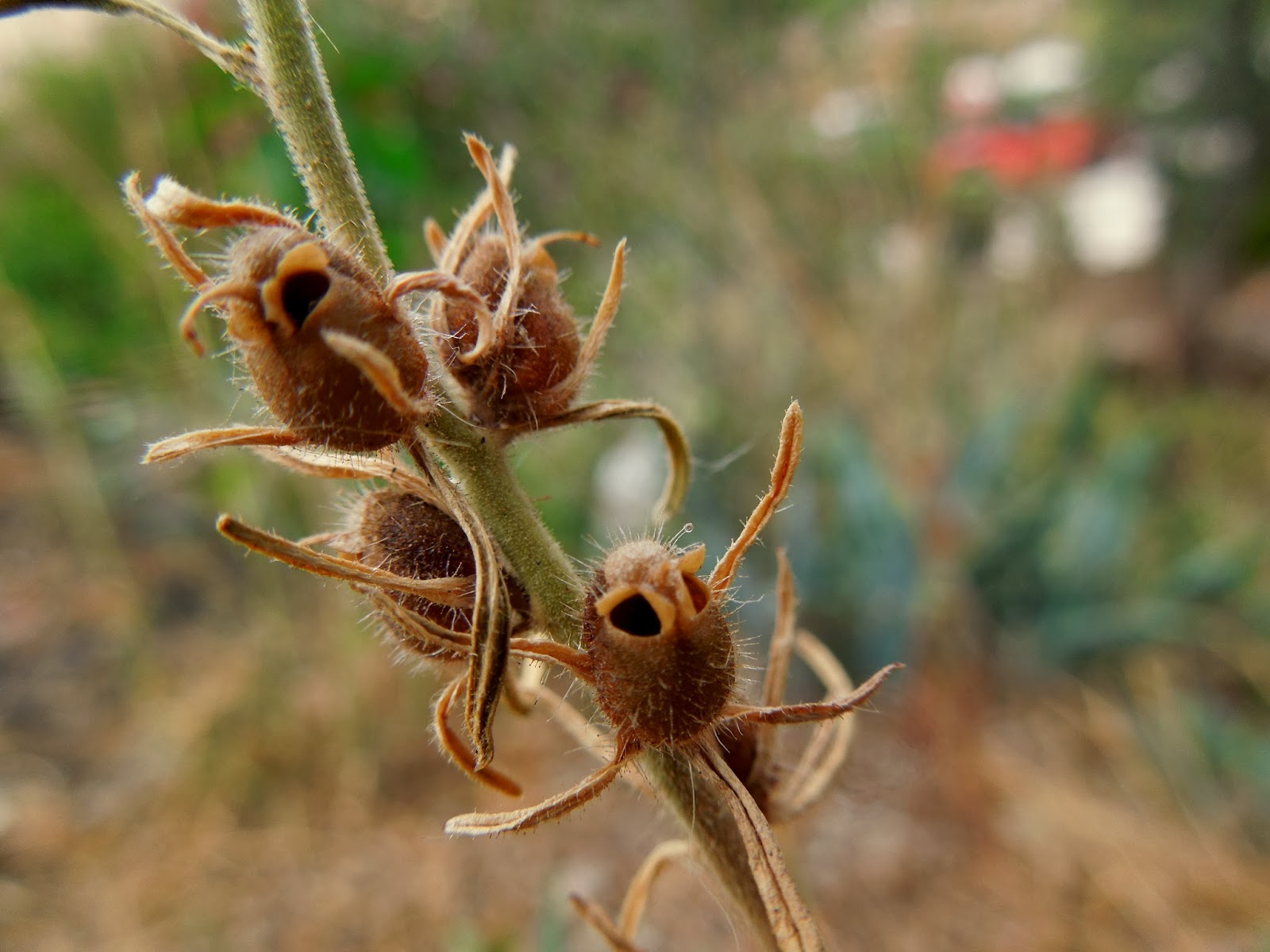 Botanic+Serrat+Fruto+Anthirrinum2.JPG