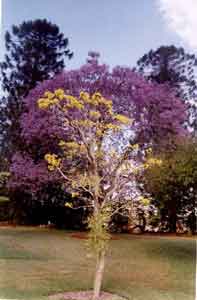 botany_1.jpg