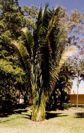 botany_2.jpg