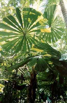 botany_6.jpg