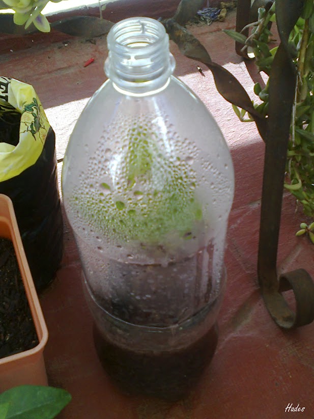 botella.jpg