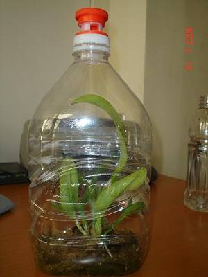 botella2.JPG