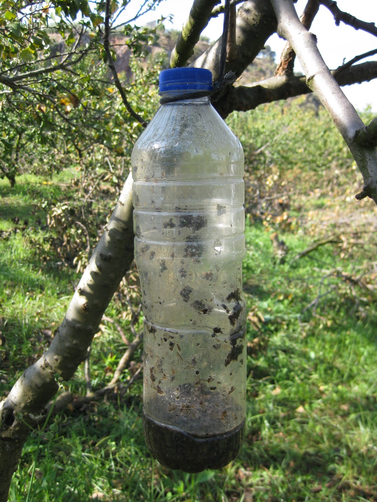 botellatrampa.jpg