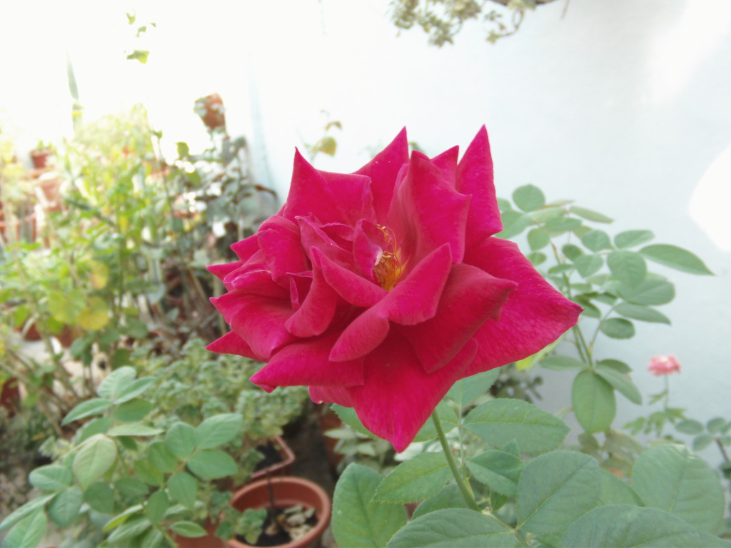 Boteroltimafloracin2_zpsd2195103.jpg