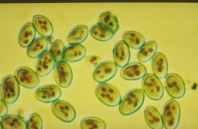 botrytis1.jpg