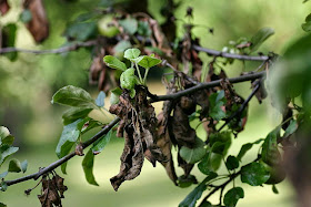 botrytis2.jpg