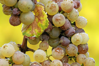 Botrytis_on_Riesling_grapes.jpg