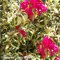 BOUGAINVILLEA.jpg