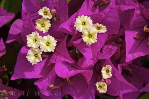 bougainvillea-plant_11089.jpg