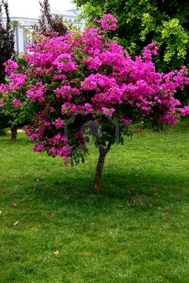 bougainvillea-spectabilis%5B1%5D.jpg
