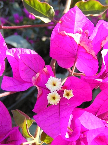 bougainvillea_glabra2.jpg