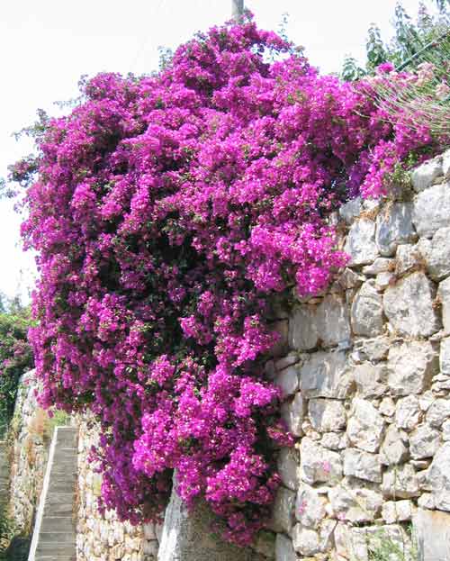 bouganvilla-062.jpg