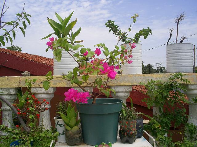 bouganvilla.JPG