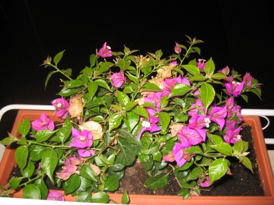 bouganvilla2.jpg