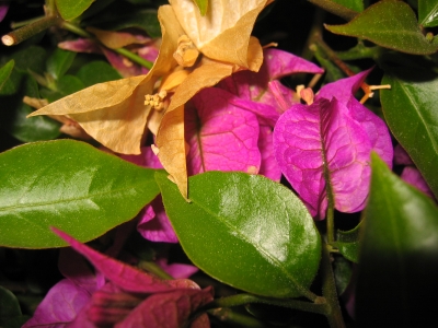 bouganvilla3.jpg