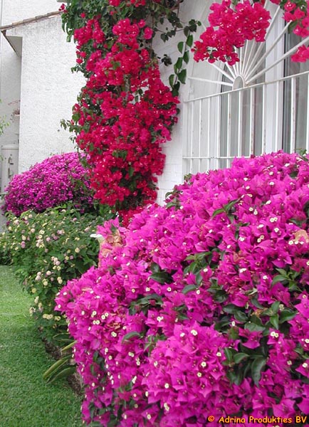 bouganvilla_gr.jpg
