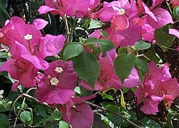 bouganvillea-flores.jpg
