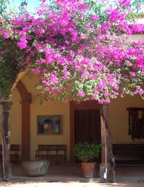 bouganvillea.jpg