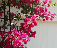 Bouganvillea-m.jpg