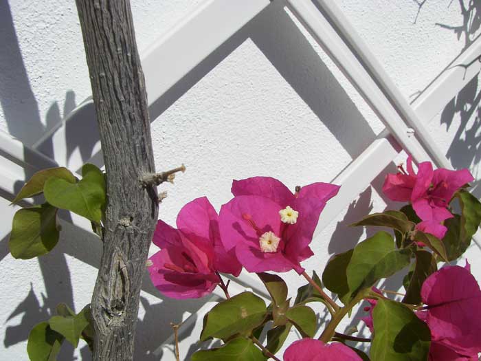 bouganvilleamalague_a.jpg
