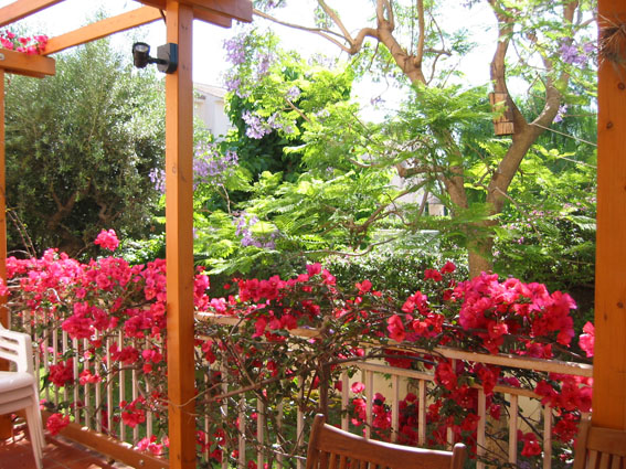 BOUNGANVILLEA%2CJACARANDA.jpg