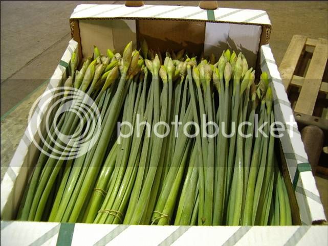 BoxedDaffodils_zpss94mzz6i.jpg
