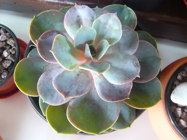 bP1040516.jpg