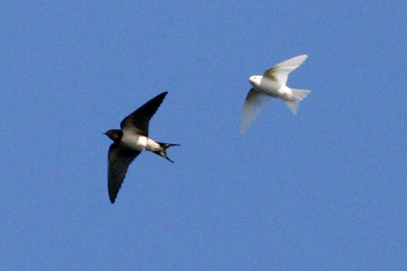 bp_house_martin_4_081008_450.jpg