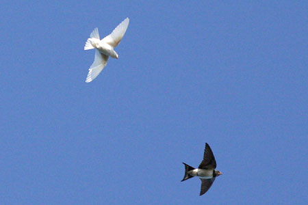bp_house_martin_5_081008_450.jpg