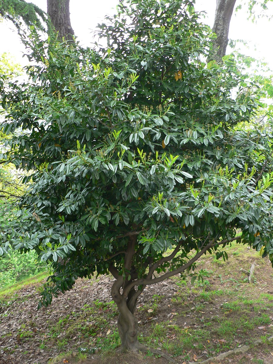 bPrunus+laurocerasus.JPG