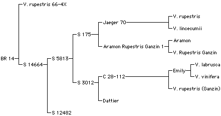BR14.gif