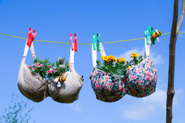 bra-en-una-l%C3%ADnea-de-lavado-con-plantas-que-crecen-en-las-tazas.jpg