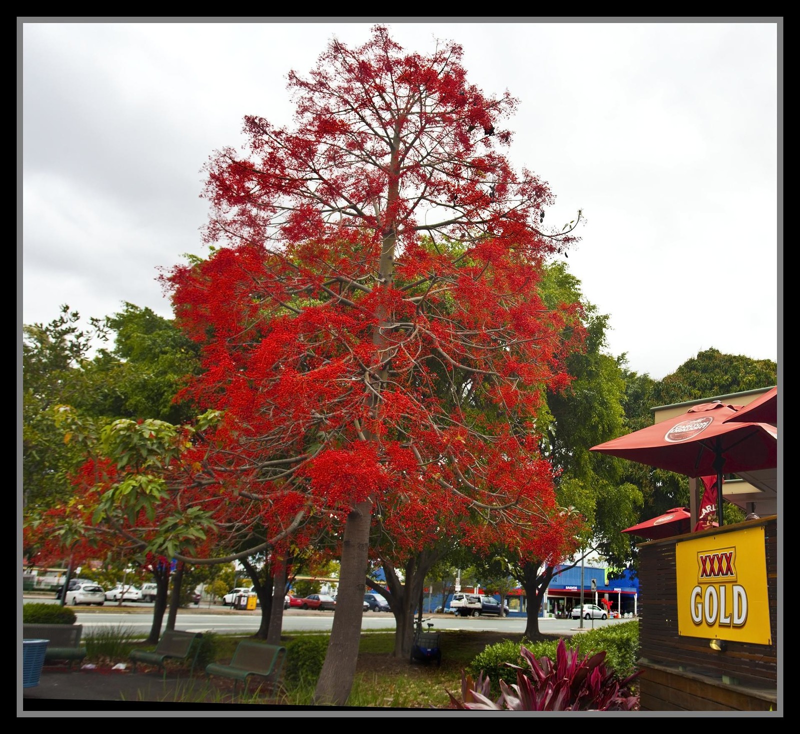 brachychiton-acerifolius.jpg