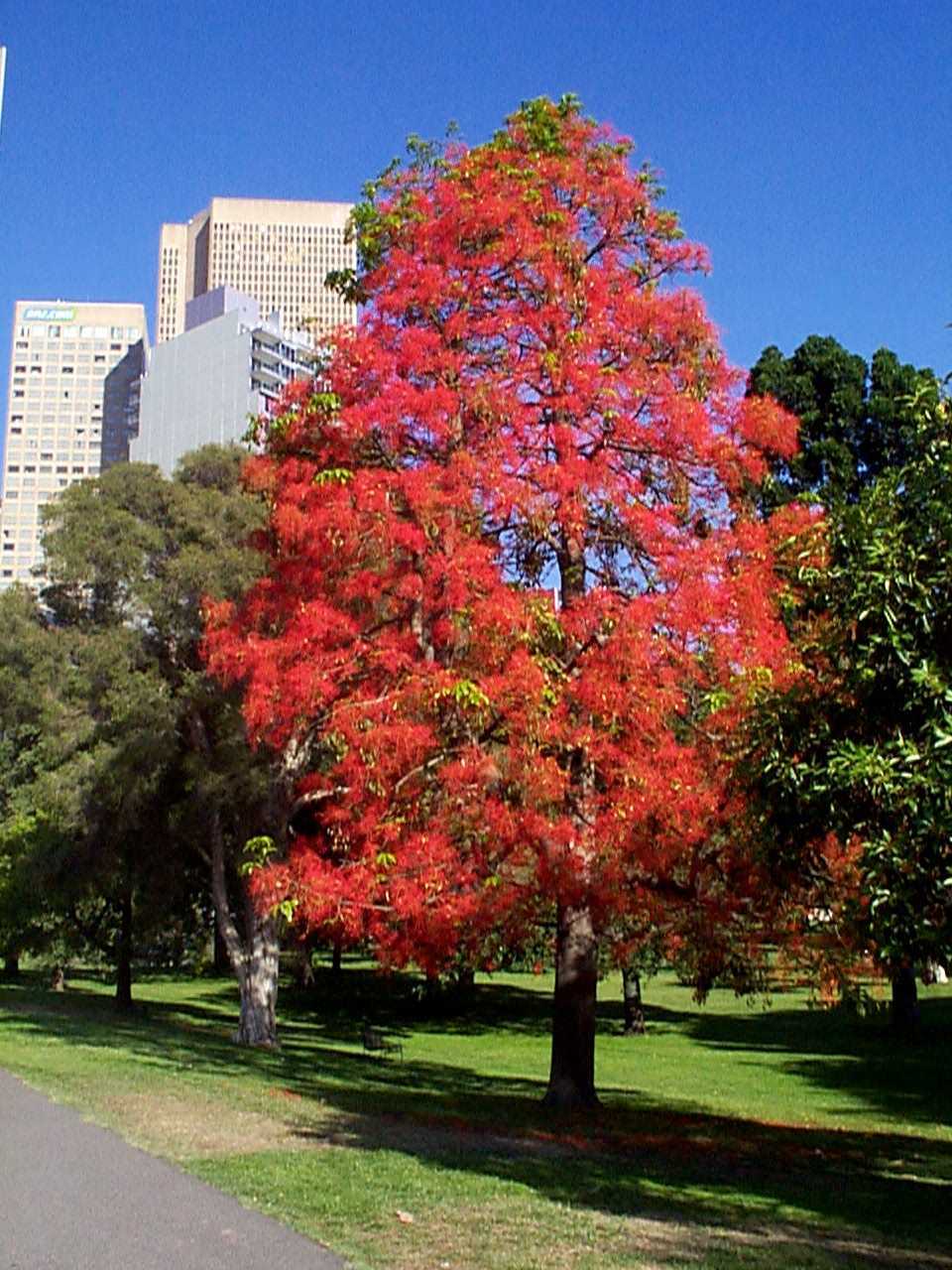 Brachychiton-acerifolius-porte.jpg